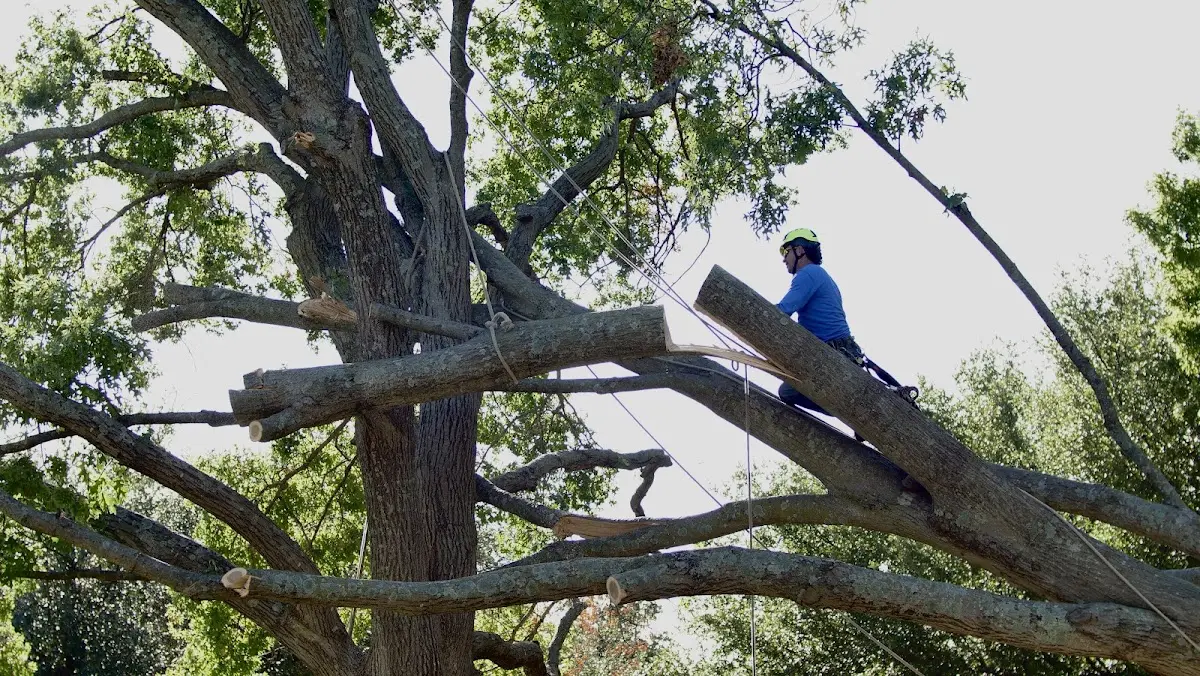 Professional Crown Thinning performed by certified arborists in Braddock