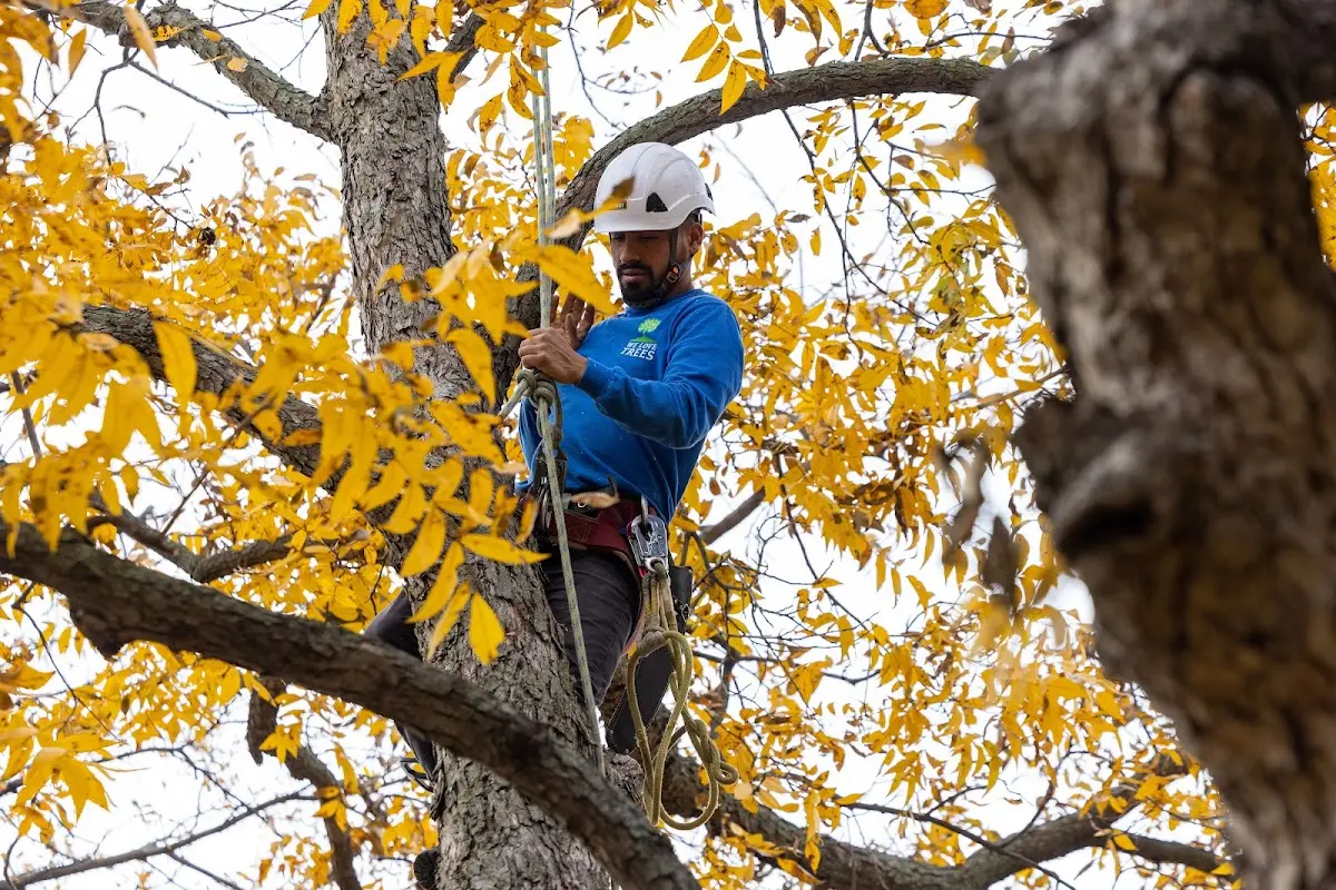 Skilled Tree Transplanting crew working in Braddock