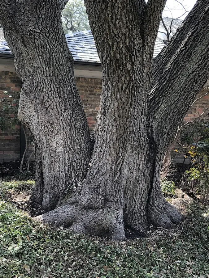 Mature heritage tree close to a Braddock property cared for by certified arborists